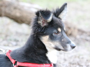 Mala šola začetni tečaj